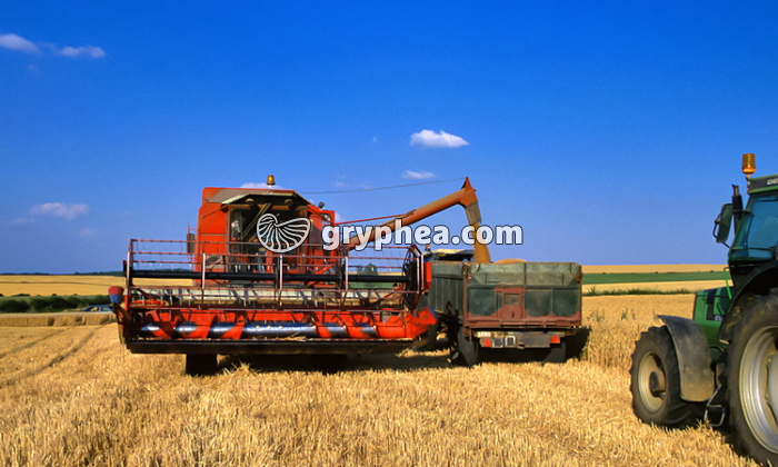 La fabrication du pain - Du grain de blé à la moisson - extrait - gryphea.com